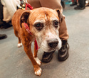 Party Animals pet market New Year 2021, фото № 93