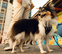 Party Animals pet market, фото № 118