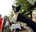 Party Animals pet market, фото № 238