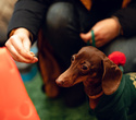 Party Animals pet market New Year 2021, фото № 41