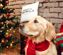 Party Animals pet market New Year 2021, фото № 134