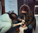 Party Animals pet market New Year 2021, фото № 81