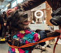 Party Animals pet market New Year 2021, фото № 91