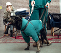 Party Animals pet market New Year 2021, фото № 97