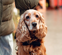 Party Animals pet market New Year 2021, фото № 16