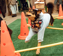 Party Animals pet market New Year 2021, фото № 119