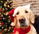 Party Animals pet market New Year 2021, фото № 140