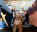 Party Animals pet market, фото № 110