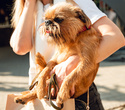 Party Animals pet market, фото № 185