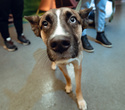 Party Animals pet market New Year 2021, фото № 70