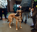 Party Animals pet market New Year 2021, фото № 60