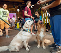 Party Animals pet market, фото № 156