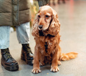 Party Animals pet market New Year 2021, фото № 15