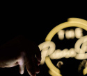 Piano Bar Band, фото № 23