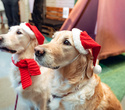 Party Animals pet market New Year 2021, фото № 110