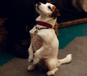 Party Animals pet market New Year 2021, фото № 14