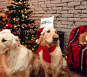 Party Animals pet market New Year 2021, фото № 135