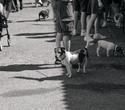 Party Animals pet market, фото № 138