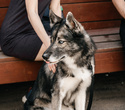 Party Animals pet market, фото № 2