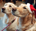 Party Animals pet market New Year 2021, фото № 108