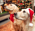 Party Animals pet market New Year 2021, фото № 130