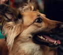 Party Animals pet market New Year 2021, фото № 21