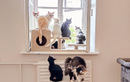 Котокафе «Кошкин дом» - фото