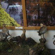 Музей природы и экологии - фото 4