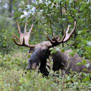 Полесский радиационно-экологический заповедник - фото 2