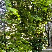 Совейки - фото 5