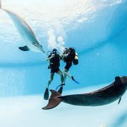 Минский дельфинарий - фото 5