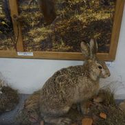 Музей природы и экологии - фото 5