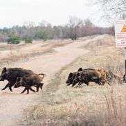 Полесский радиационно-экологический заповедник - фото 4