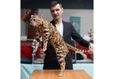 Международная юбилейная выставка кошек «Оранжевый кот» 6