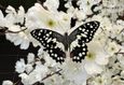 Выставка живых экзотических бабочек «Порхающие цветы» 3