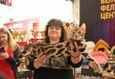 Международная выставка кошек «Эта рыжая кошка — осень» 7
