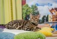 Международная юбилейная выставка кошек «Оранжевый кот» 3