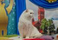 Международная выставка кошек «Вальс цветов» 6