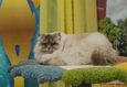 Международная юбилейная выставка кошек «Оранжевый кот» 2