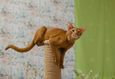 Международная юбилейная выставка кошек «Оранжевый кот» 4