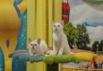 Международная выставка кошек «Вальс цветов» 4
