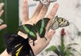Выставка живых экзотических бабочек «Порхающие цветы» 7