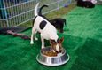 Фестиваль «‎Pets Fest 2026» 6