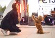 Фестиваль «‎Pets Fest 2026» 9