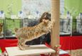 Международная выставка кошек «Вальс цветов» 2