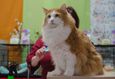 Международная юбилейная выставка кошек «Оранжевый кот» 1