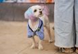 Фестиваль «‎Pets Fest 2026» 7