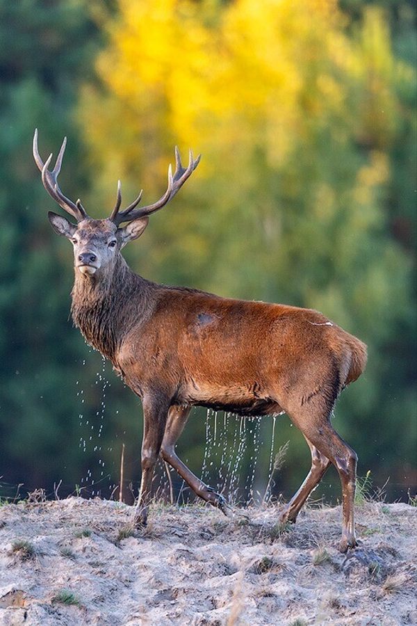 Экскурсия «Сафари-парк»