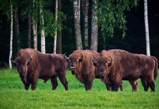 В Беловежской пуще пройдет техно-рейв