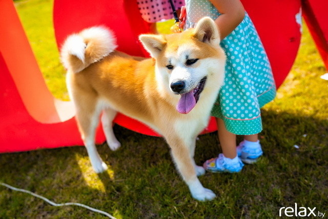 5 Лет журналу Pingouin, фото № 165